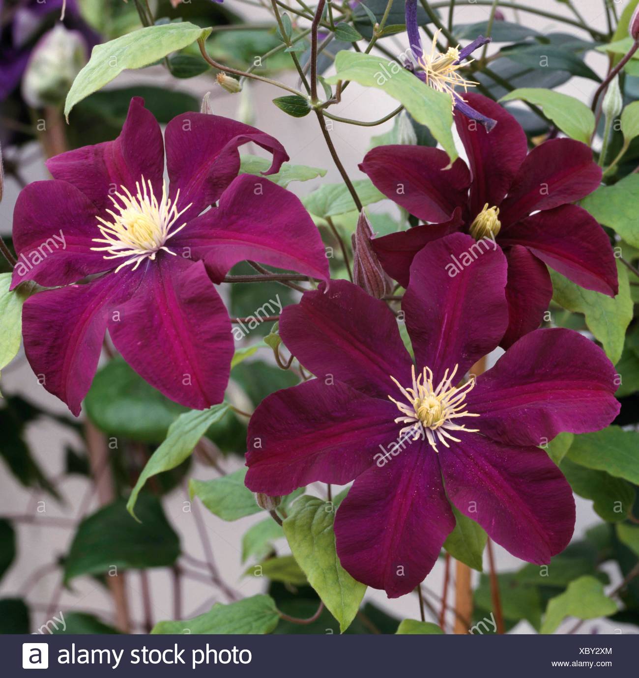 Clematis - 'Warszawska Nike' CLE082852 Stock Photo - Alamy