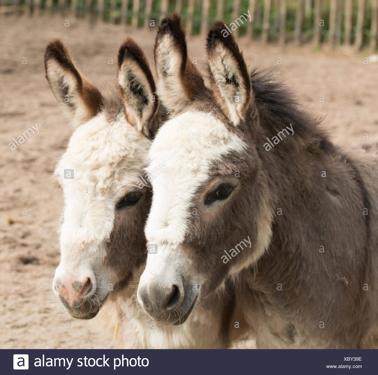 Laughing Donkeys High Resolution Stock Photography and Images - Alamy