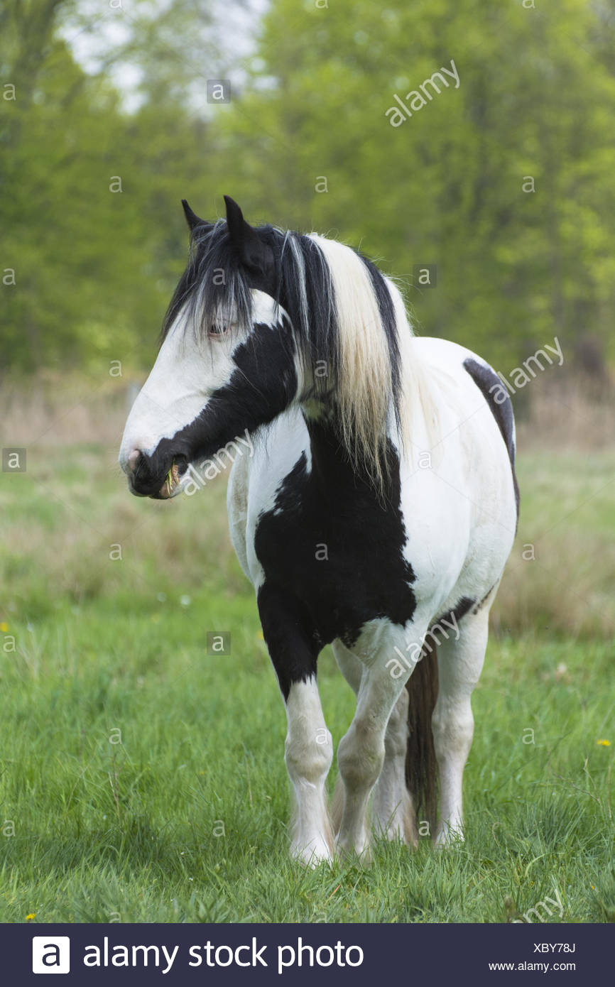 Irish Tinker High Resolution Stock Photography and Images Alamy