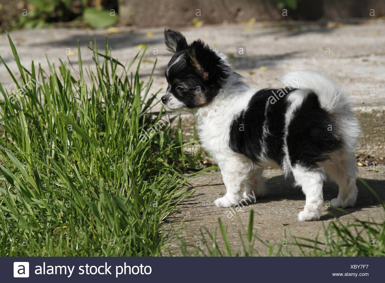 Small Tiny Little Short Dog Long Hairs Puppy Animal Child