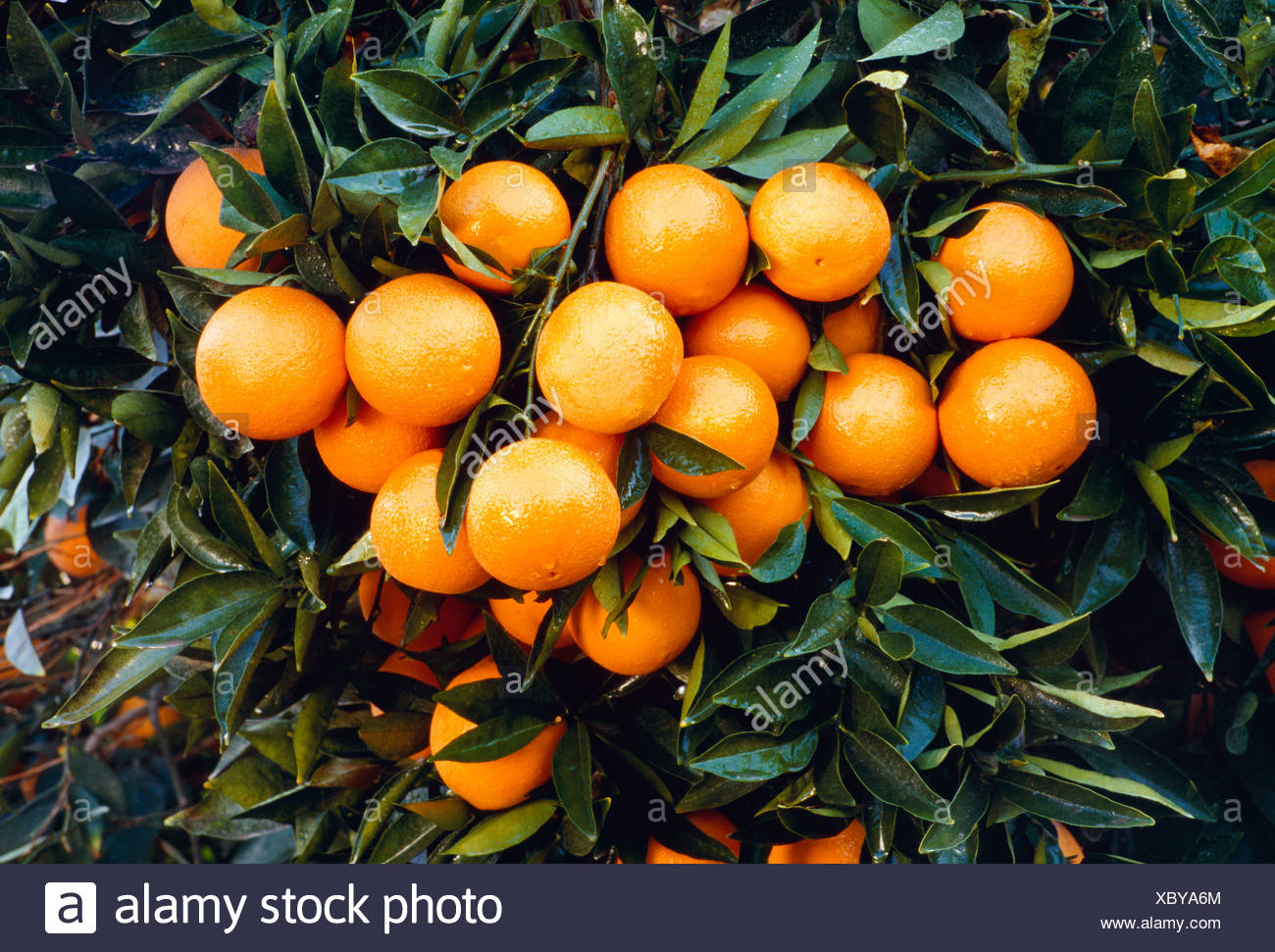 Navel Oranges Tree California High Resolution Stock Photography And Images Alamy