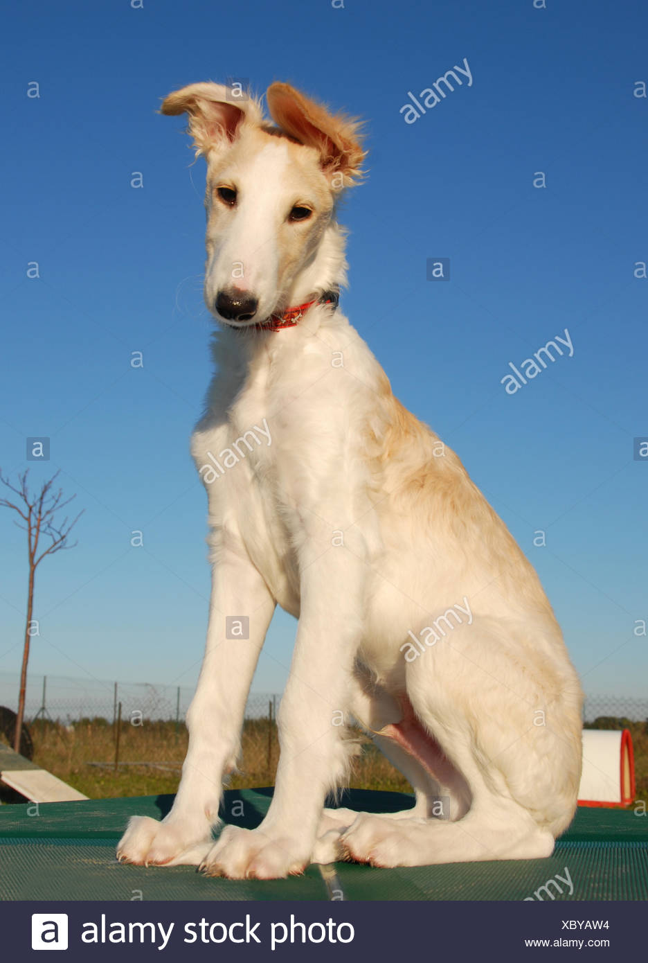 irish wolfhound agility