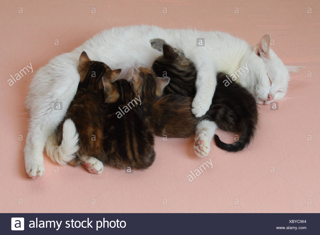 Information for pets: how and what to feed nursing cats Information for pets: how and what to feed nursing cats