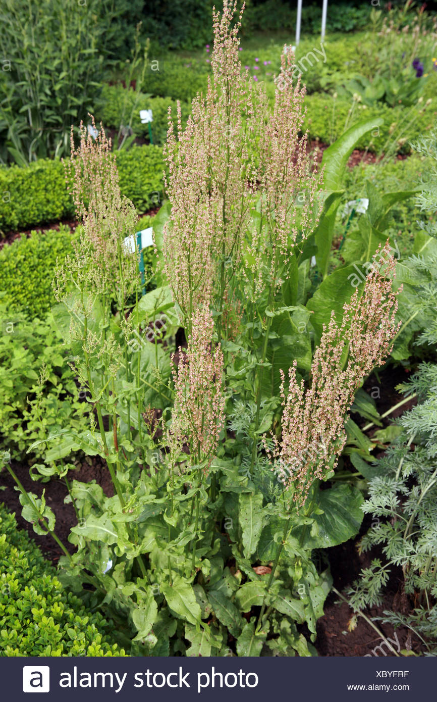 Garten Sauerampfer High Resolution Stock Photography and Images Alamy