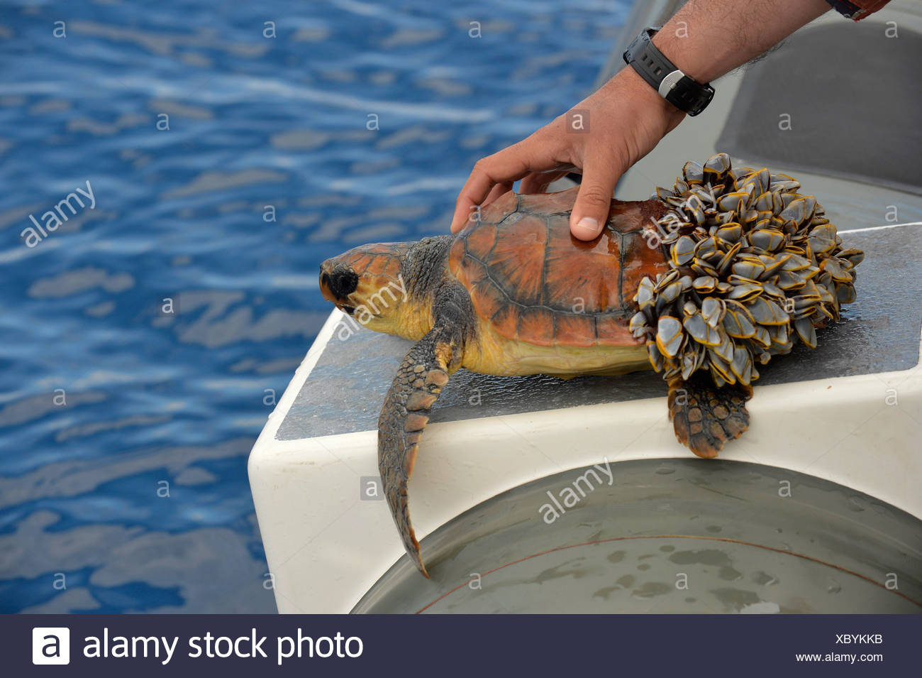 Turtle Barnacle High Resolution Stock Photography and Images - Alamy