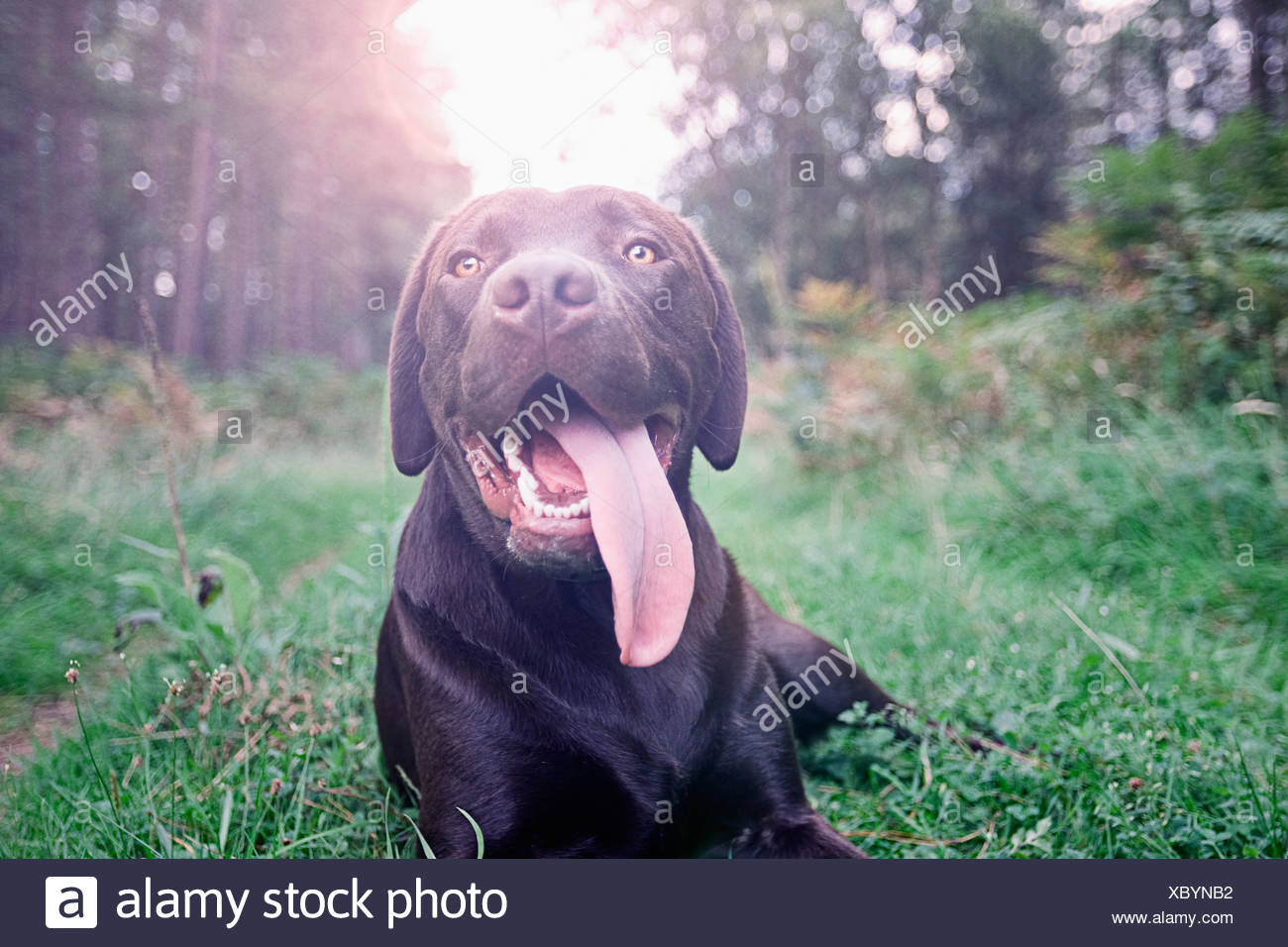Panting Stock Photos & Panting Stock Images Alamy