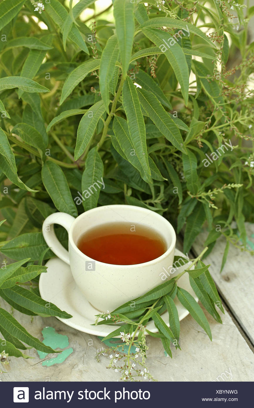 Lemon Verbena Tea Lippia Citriodora Or Aloysia Triphylla Stock Photo Alamy