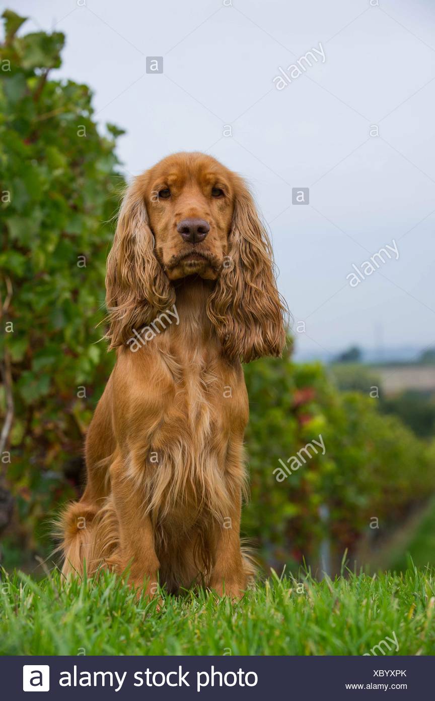 caramel cocker spaniel