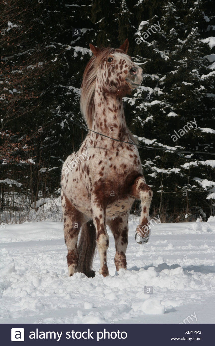 Appaloosa Horse Rearing Stock Photos & Appaloosa Horse Rearing Stock ...
