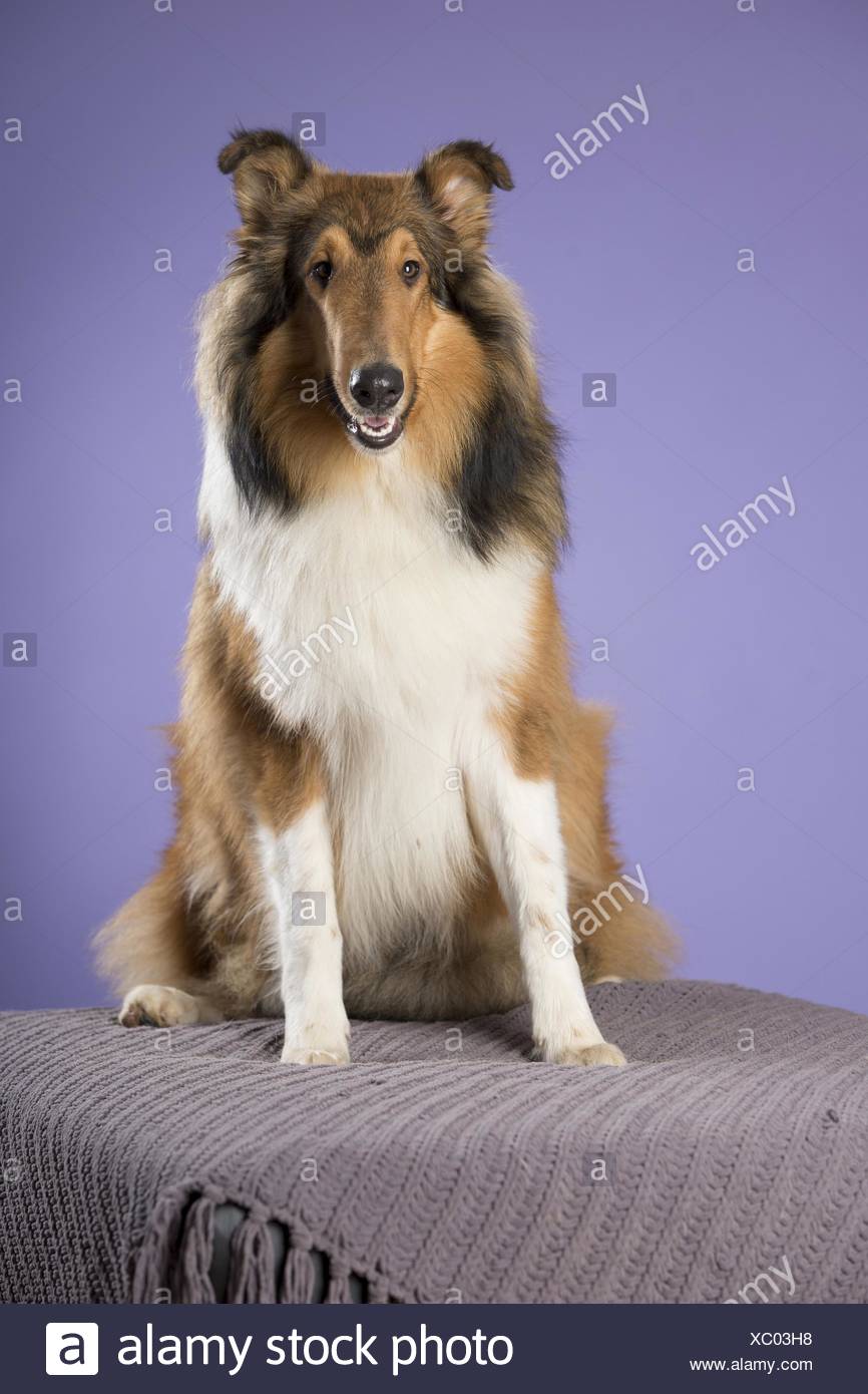 Sitting Longhaired Collie Stock Photo 282744596 Alamy