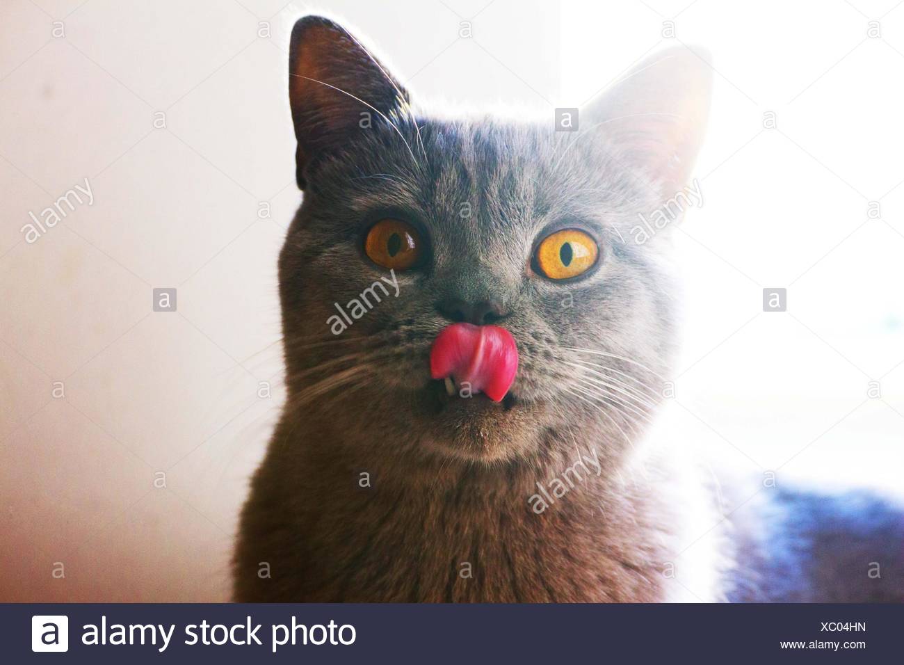 Surpresa Cat Stock Photo