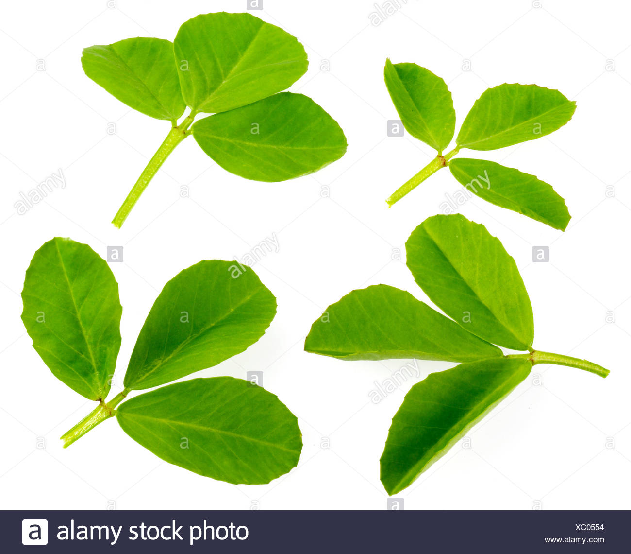 Fenugreek Leaves Stock Photos & Fenugreek Leaves Stock Images Alamy