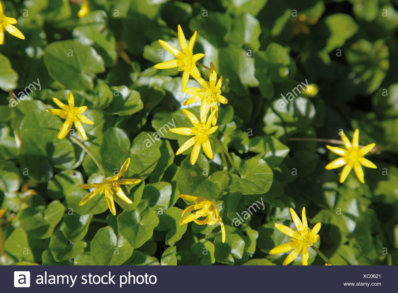Buttercup Leaf Stock Photos & Buttercup Leaf Stock Images Alamy