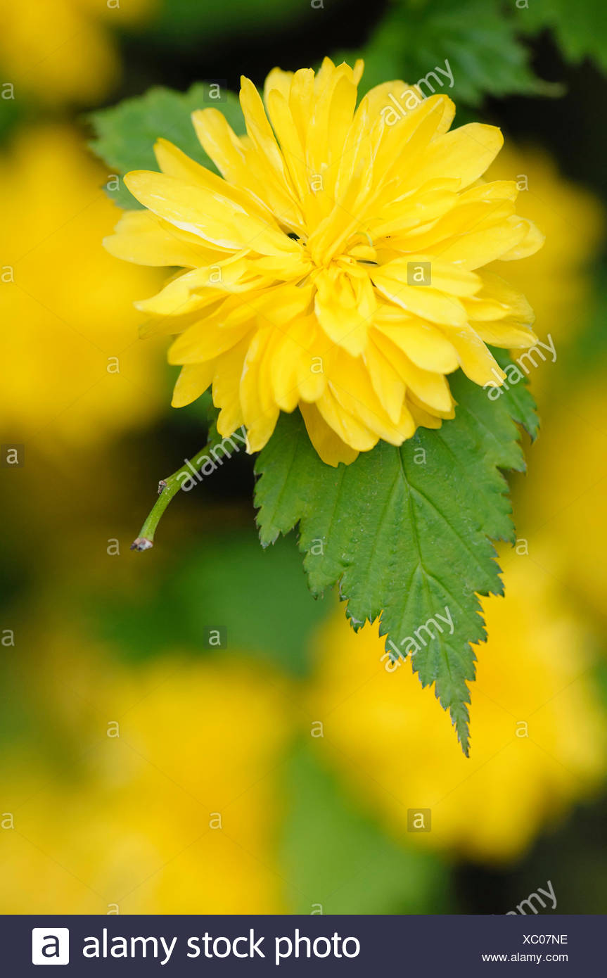 Future Plants By Randy Stewart Kerria Japonica
