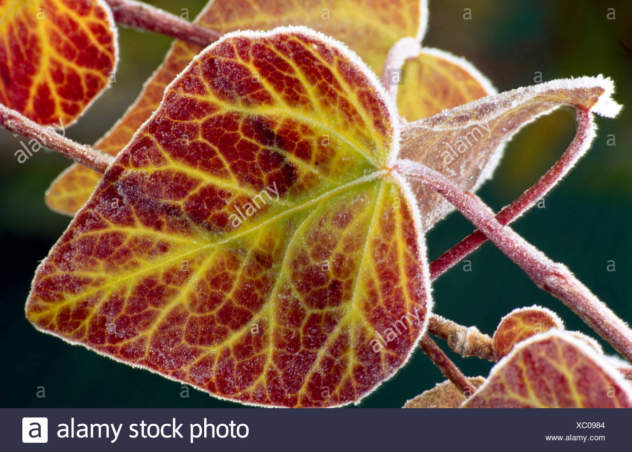 Frosted Ivy Leaves High Resolution Stock Photography and Images Alamy