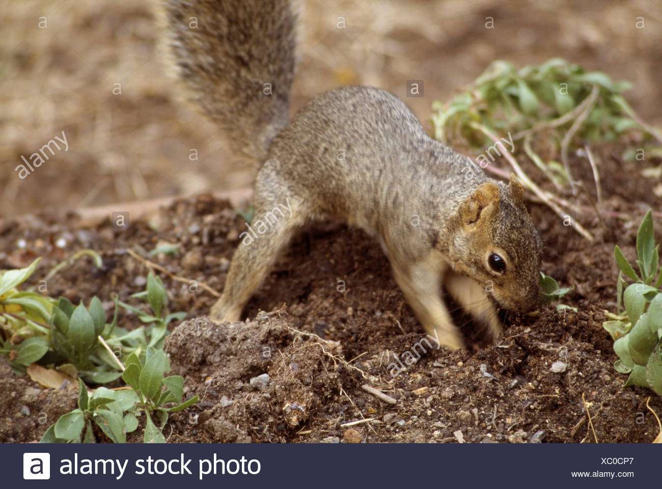 Ground Squirrel Digging High Resolution Stock Photography and Images