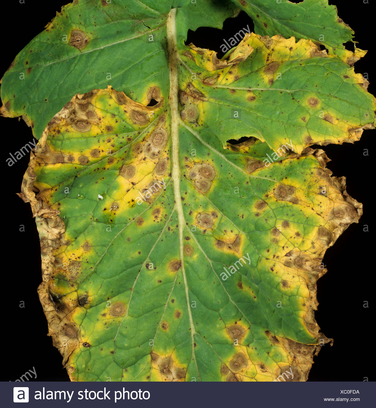 Leaf Spot Brassica High Resolution Stock Photography and Images Alamy