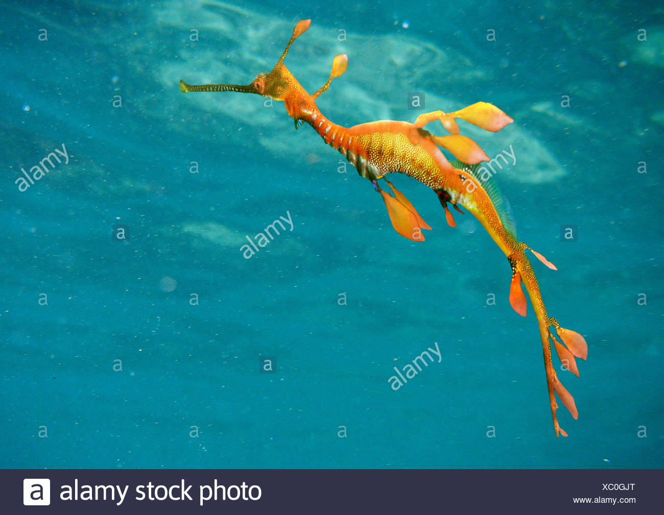 Weedy Sea Dragon Common Sea Dragon Phyllopteryx Taeniolatus