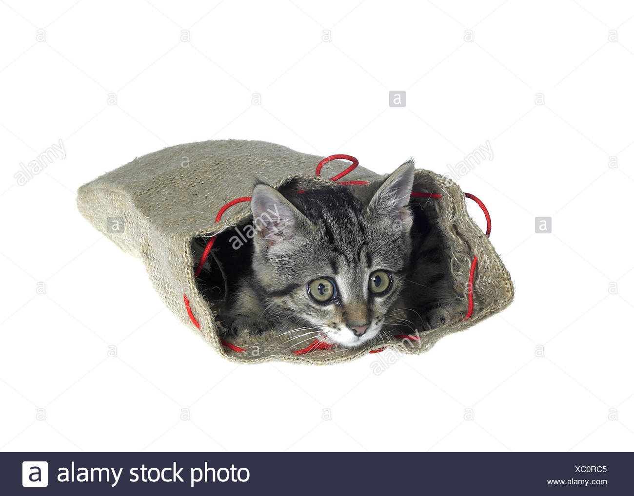 kitten in a small jute sack while looking out. Studio photography isolated on white Stock Photo