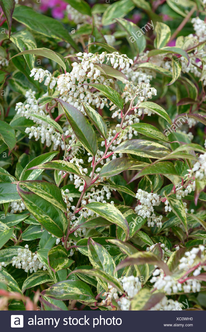 Leucothoe Fontanesiana Rainbow High Resolution Stock Photography and ...