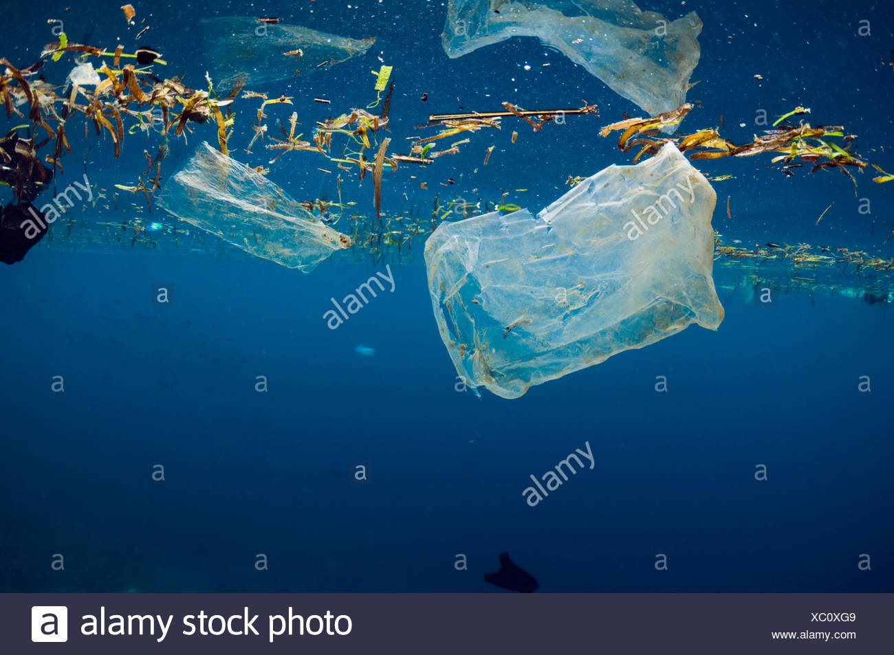 plastic bags in the ocean