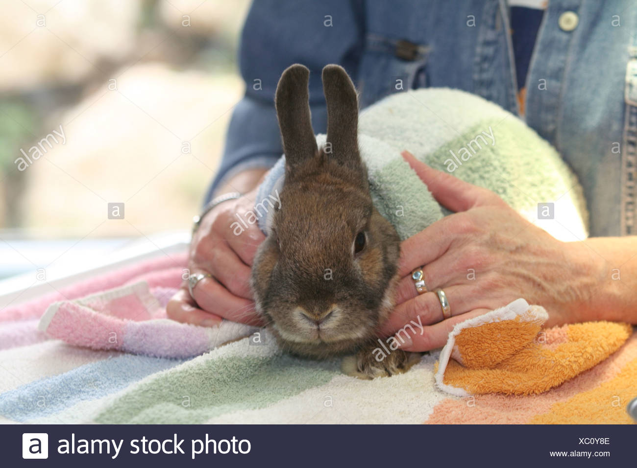 vet for bunny