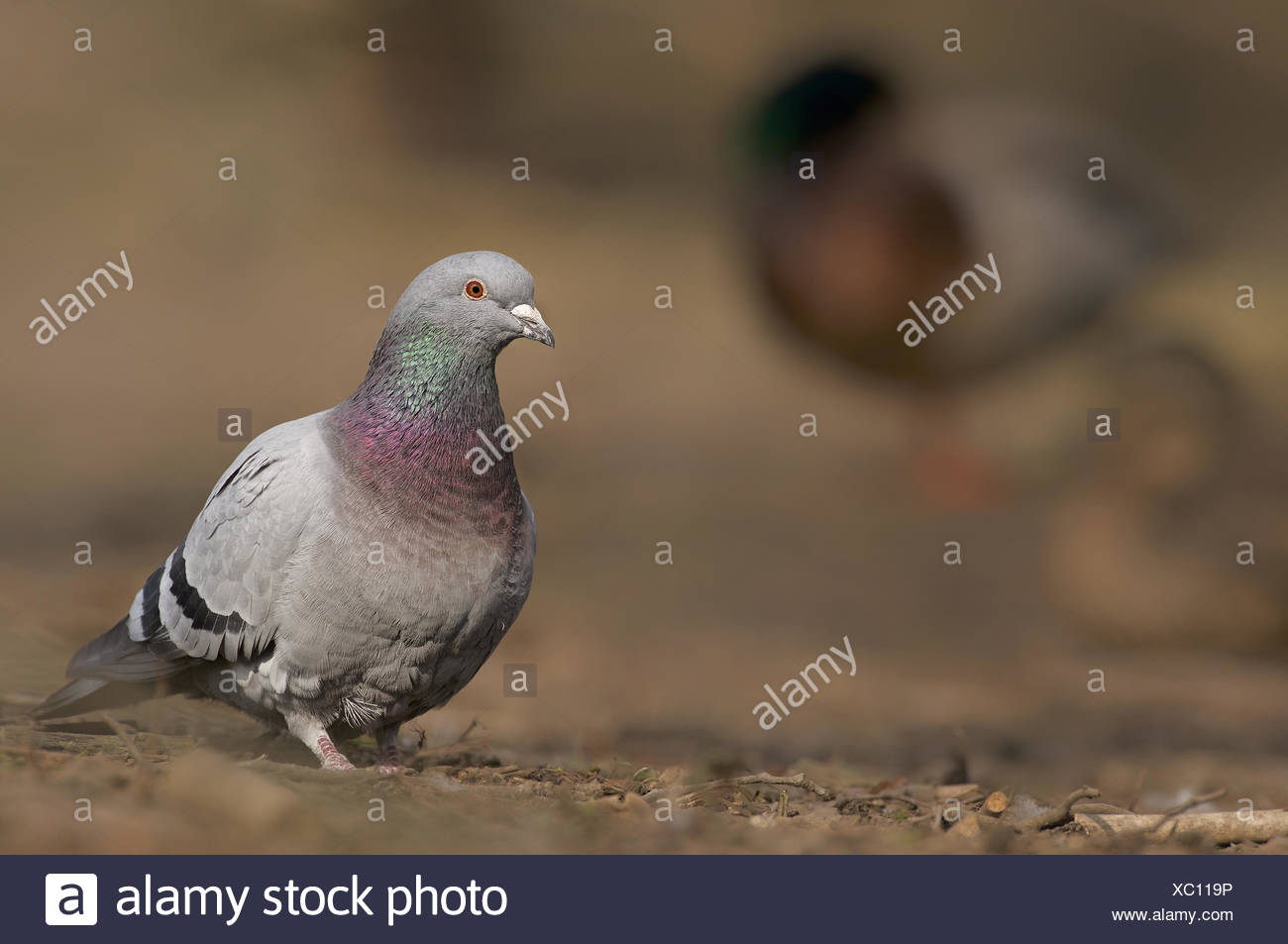 Dove Taube High Resolution Stock Photography and Images - Alamy
