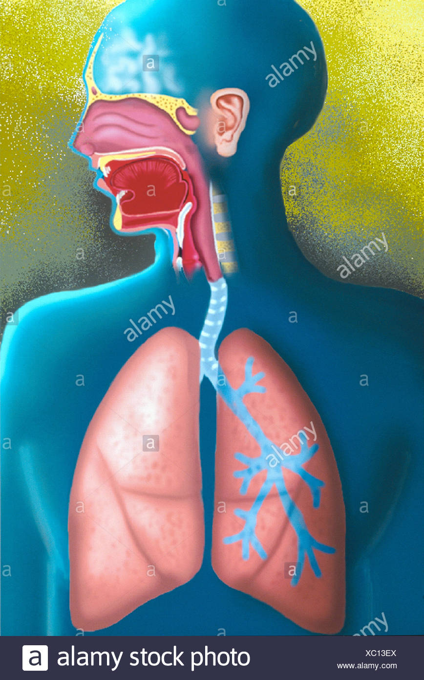 Nasal Cavity Drawings High Resolution Stock Photography and Images - Alamy