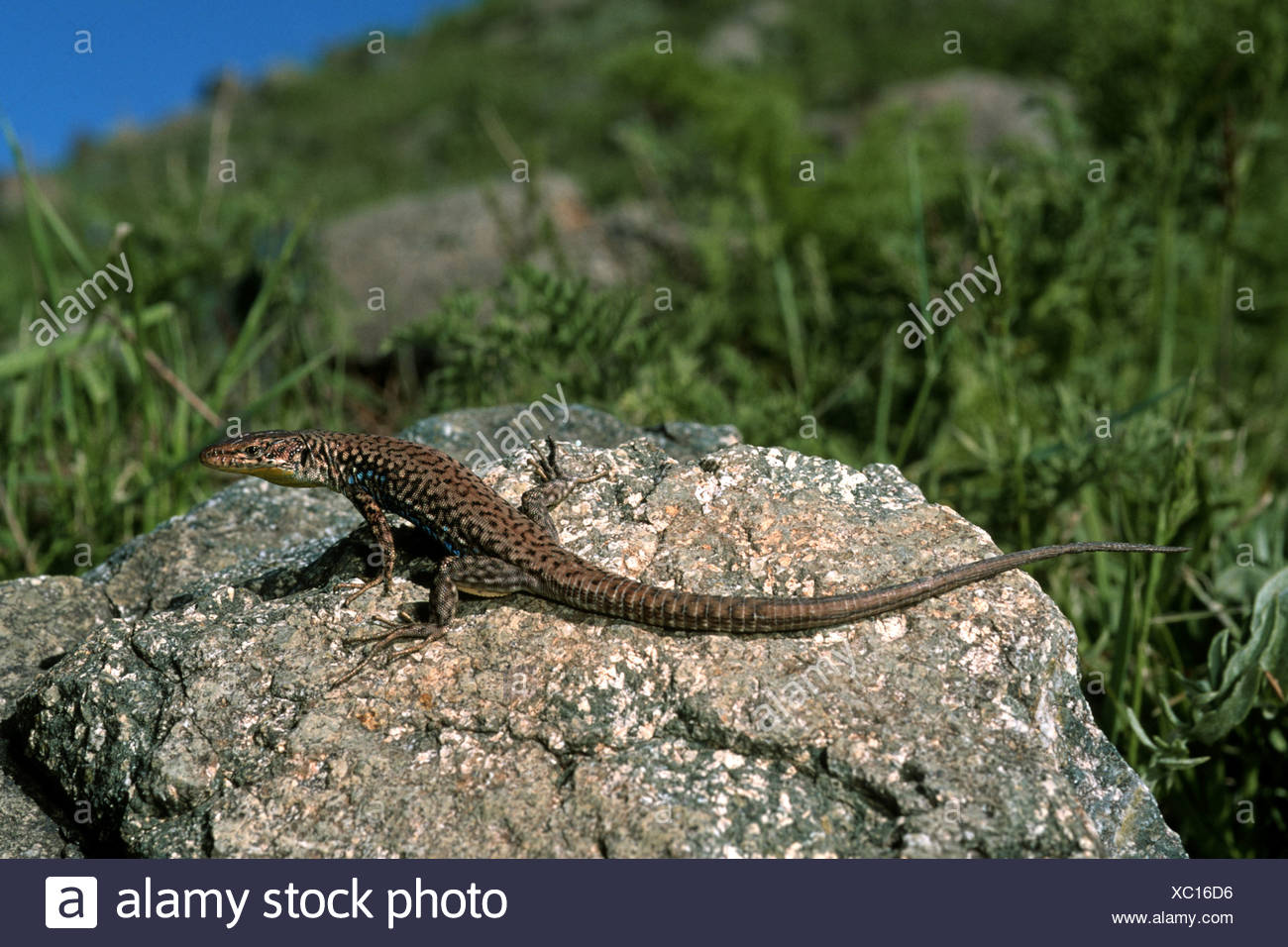 Darevskia Raddei High Resolution Stock Photography and Images - Alamy