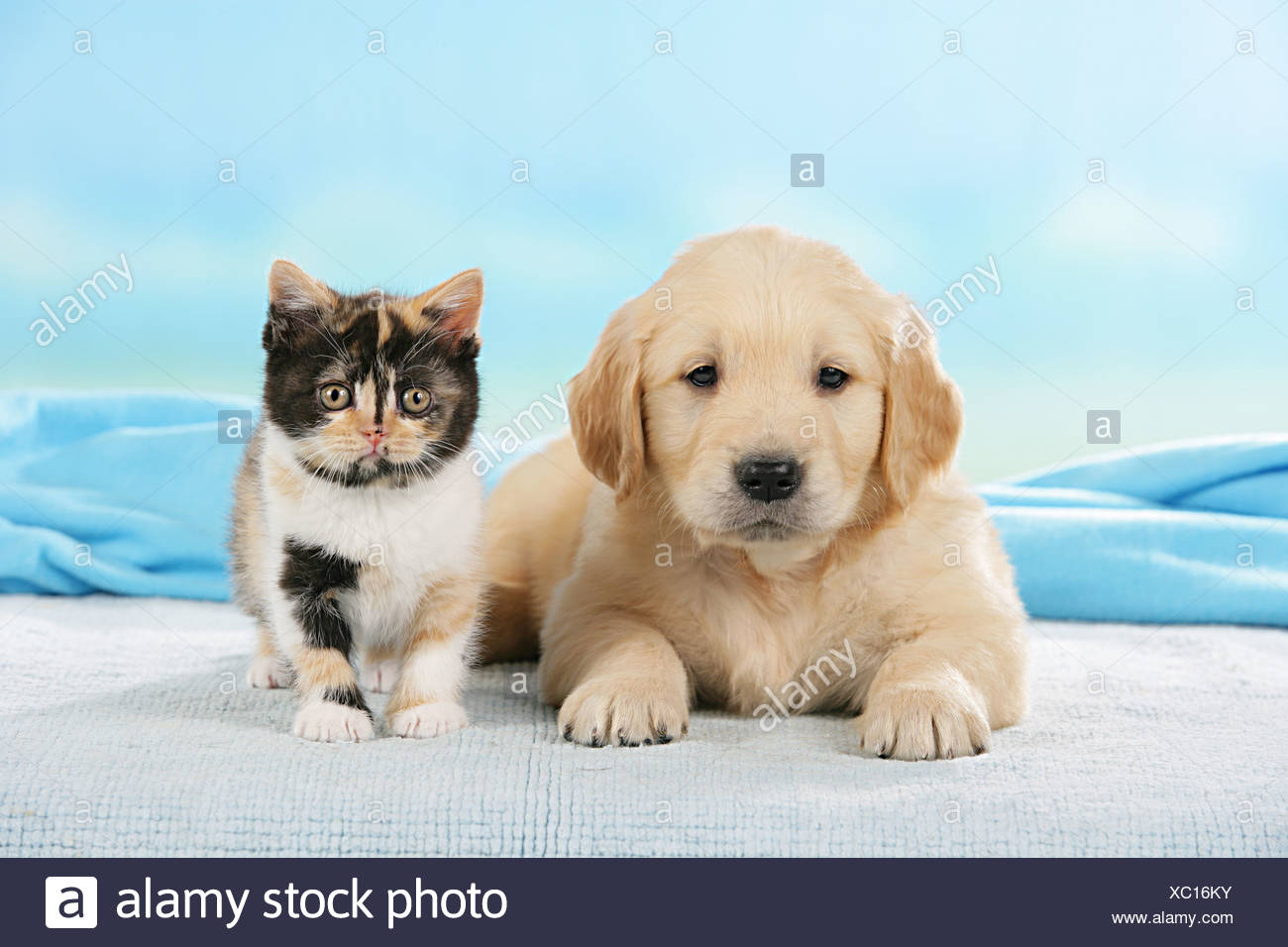 Animal Friendship Golden Retriever Puppy And Britsh Shorthair