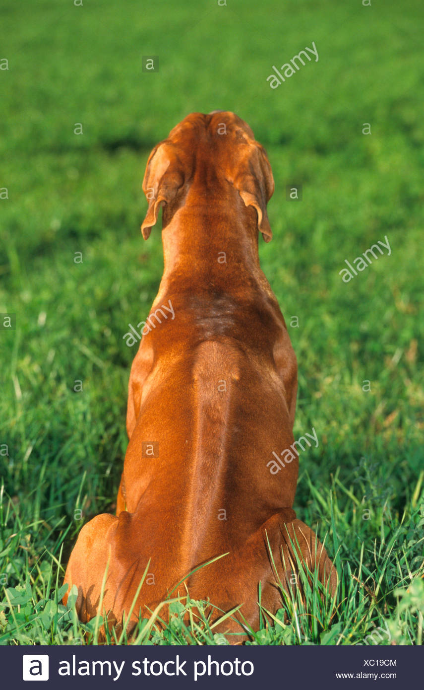rhodesian ridgeback back hair