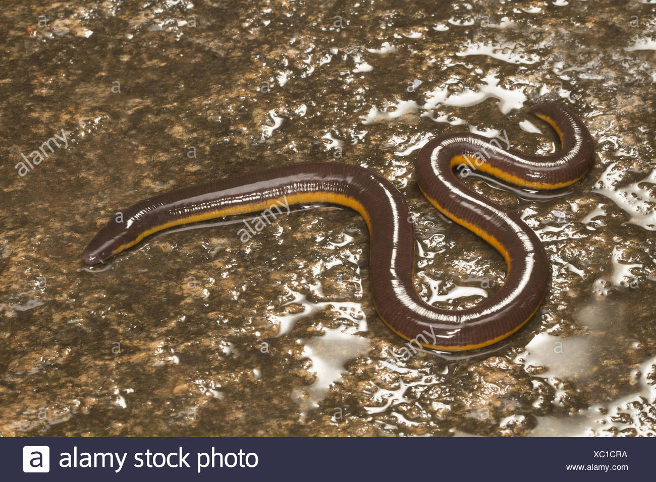 Ichthyophis Sp High Resolution Stock Photography and Images Alamy