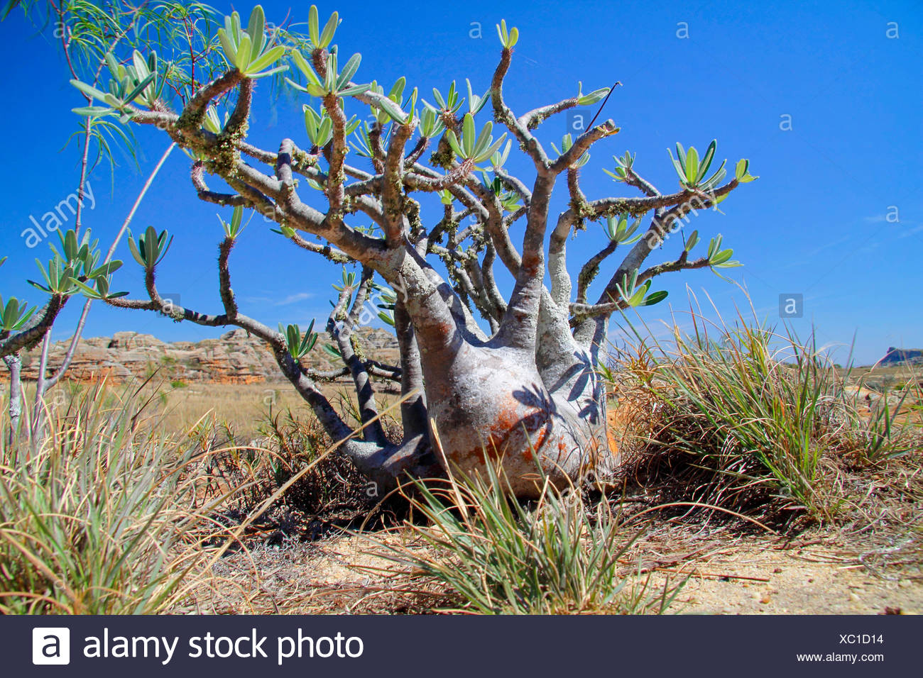 Elephants Foot Plant Stock Photos & Elephants Foot Plant Stock Images