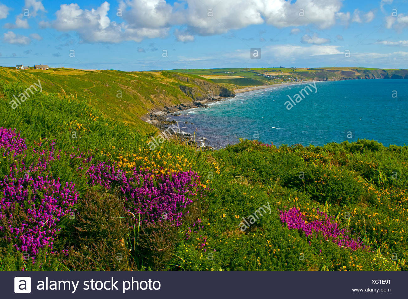 Flowers Pembrokeshire Stock Photos & Flowers Pembrokeshire Stock Images