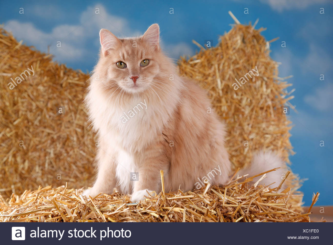 orange and white siberian cat