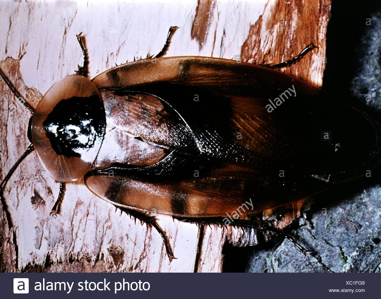 Palmetto Bug High Resolution Stock Photography and Images - Alamy