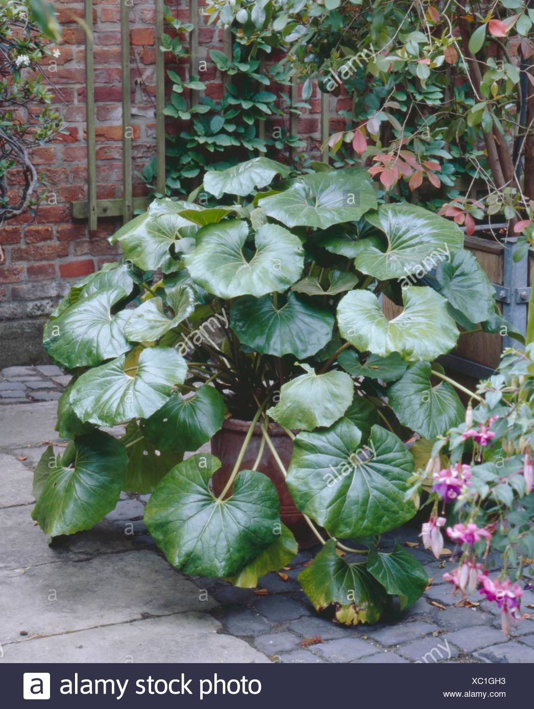 Farfugium japonicum pot 1 litre