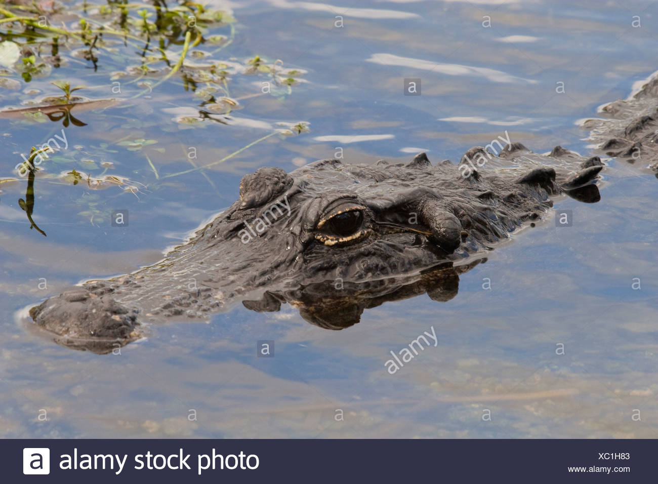 Mississippi River Alligator Stock Photos & Mississippi River Alligator