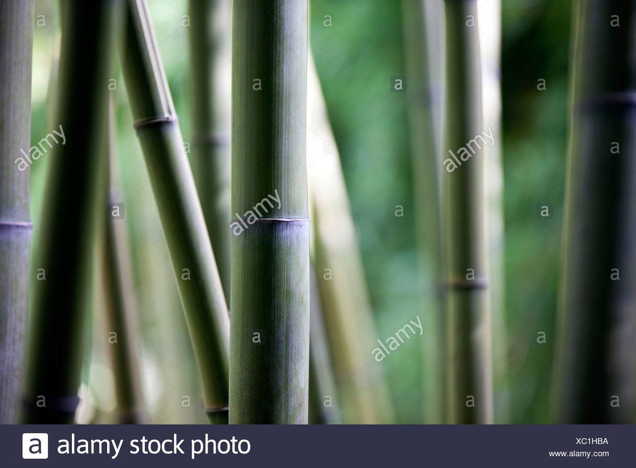 Bamboo Stalks Growing Stock Photos & Bamboo Stalks Growing Stock Images