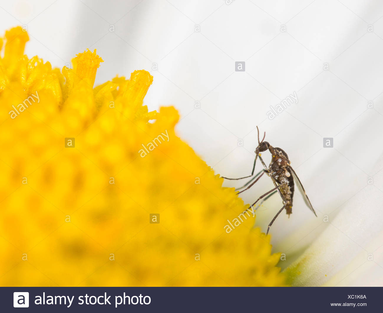 gnats on flowers