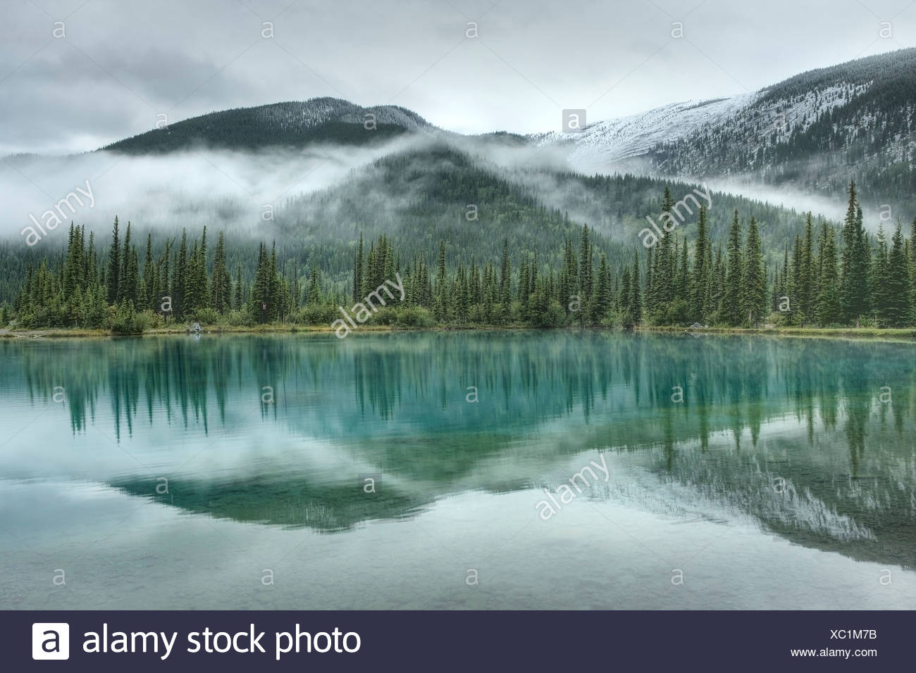 Water Forget Me Not High Resolution Stock Photography And Images Alamy Water Forget Me Not High Resolution Stock Photography And Images Alamy