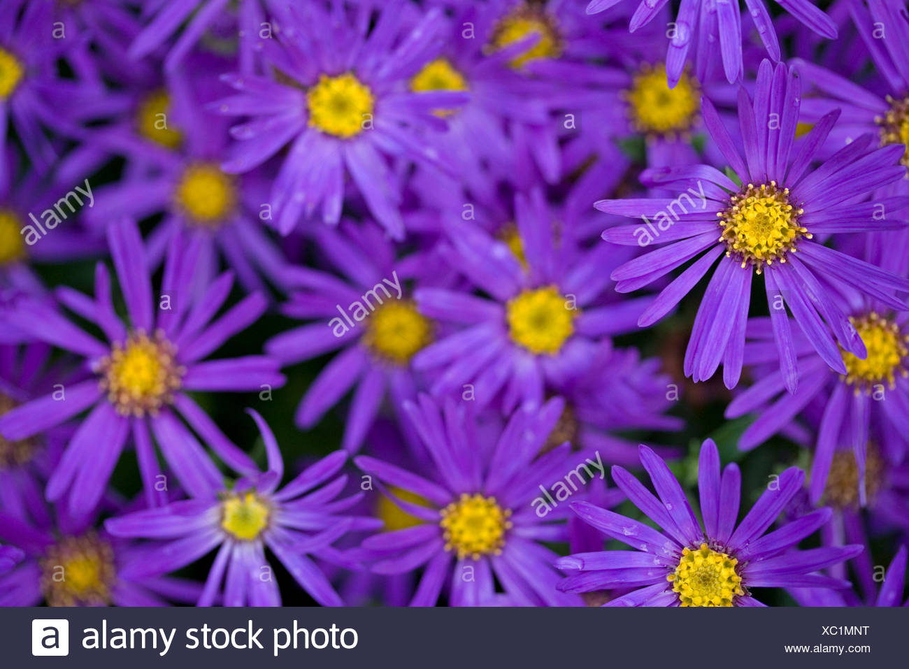 mnt aster mnt aster
