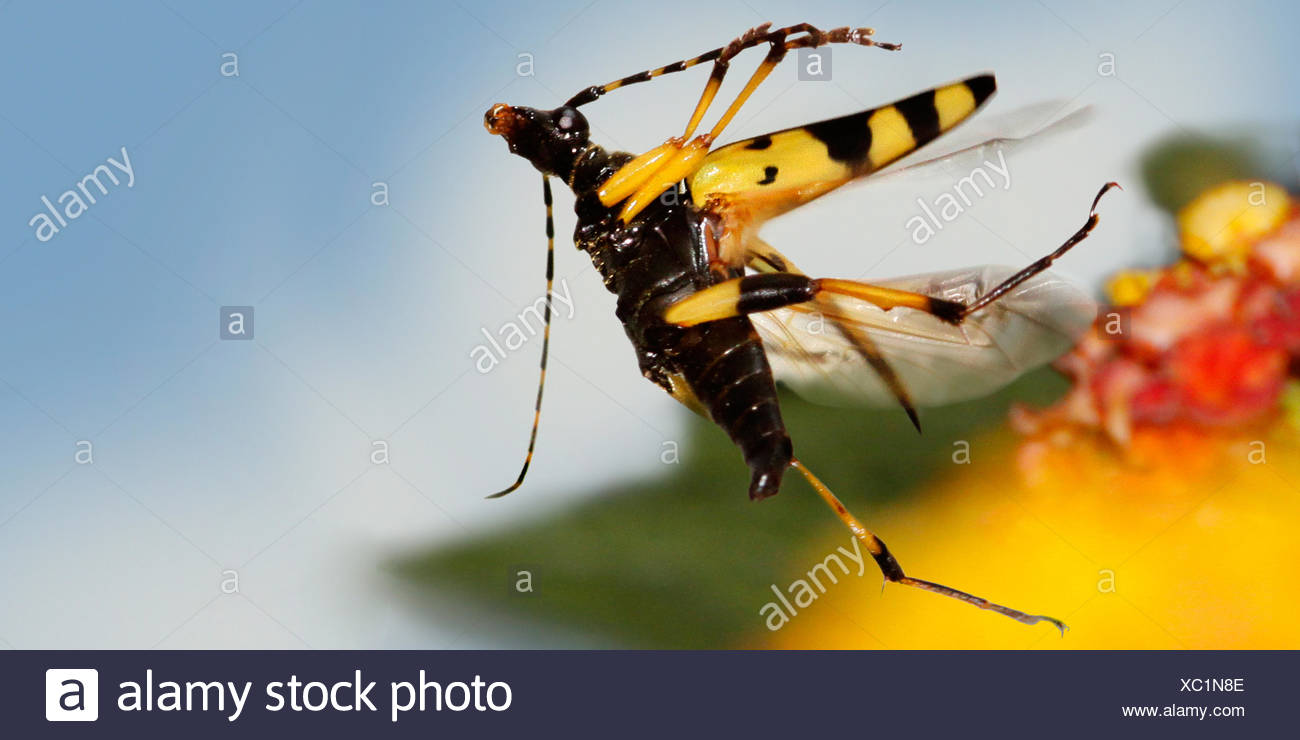 Flying Insects Stock Photos Flying Insects Stock Images Alamy