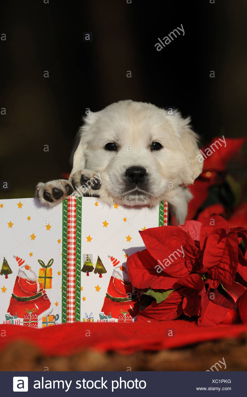 Golden Retriever Puppy Looking Over A Christmas Present