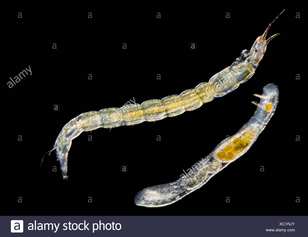 Clitellata Stock Photos & Clitellata Stock Images - Alamy