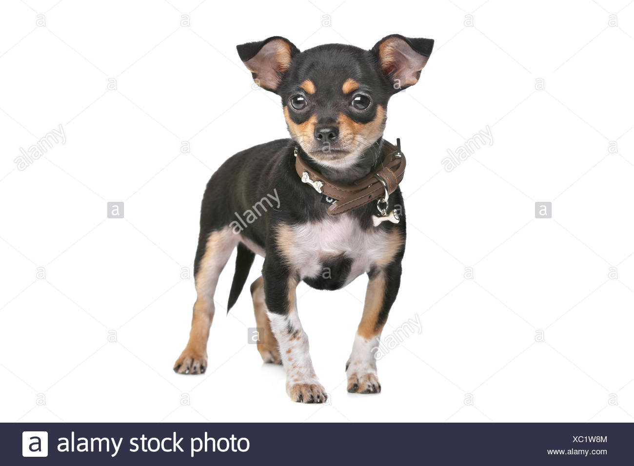 chihuahua tan and black