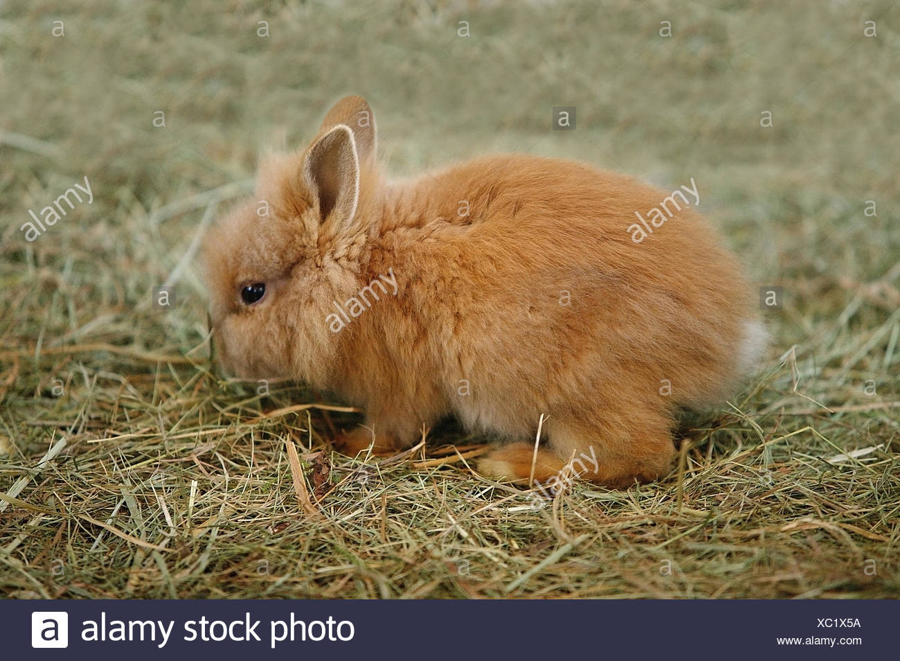angora rabbit dwarf