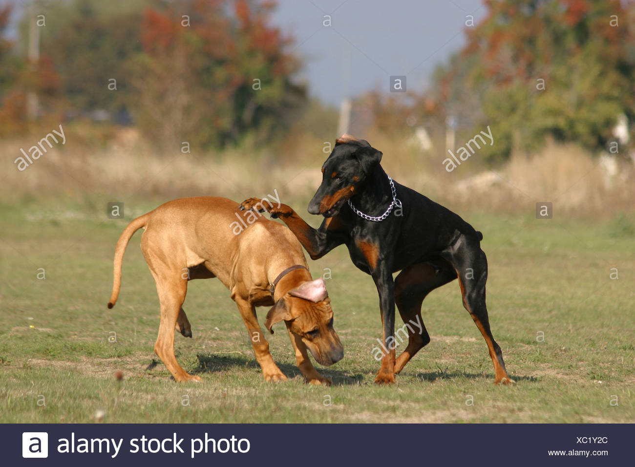 doberman and rhodesian ridgeback mix