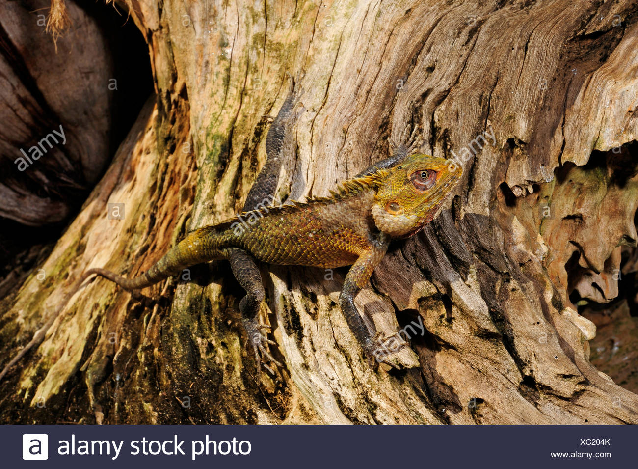 Chameleon Indian Lizard Stock Photos & Chameleon Indian 