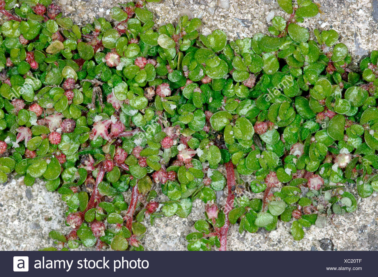 mind-your-own-business-plant-high-resolution-stock-photography-and